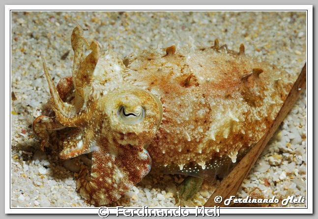 A little cuttlefish (Sepia officinalis). by Ferdinando Meli 