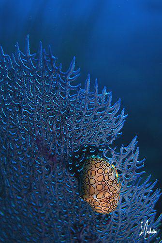 Flamingo Tongue found on sea fans at the Sugar Wreck. Thi... by Steven Anderson 