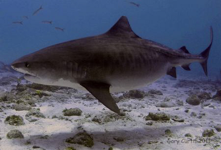 Emma the Tiger Shark,just swimming by at Crystal Tiger,he... by Gary Curtis 