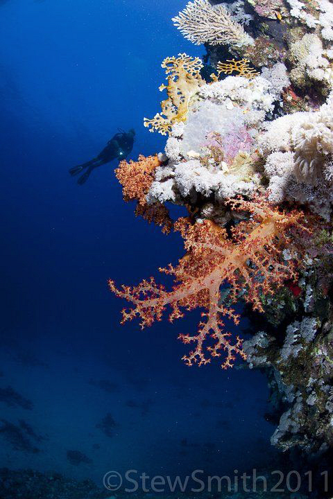 The beautiful corals of the Egyptian Red Sea by Stew Smith 