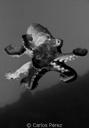 Beware!! Brave Baby Octopus At Crash Boat Beach Puerto Rico by Carlos Pérez 