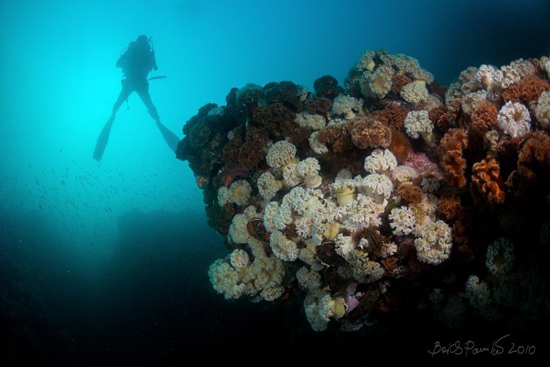 Reefs of sea of japan by Boris Pamikov 