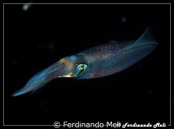 A very fast squid in the night... (Loligo vulgaris). by Ferdinando Meli 