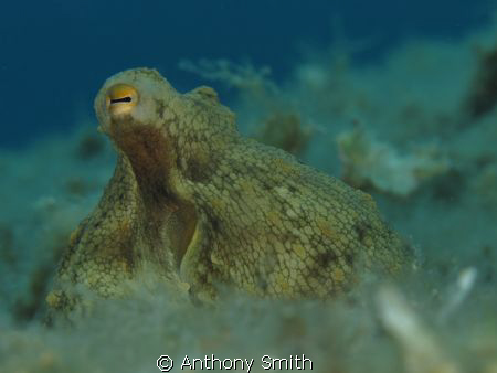 Octopus.... by Anthony Smith 