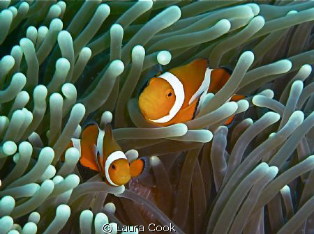 Finding Nemo in the Philippines. The elusive shot of clow... by Laura Cook 