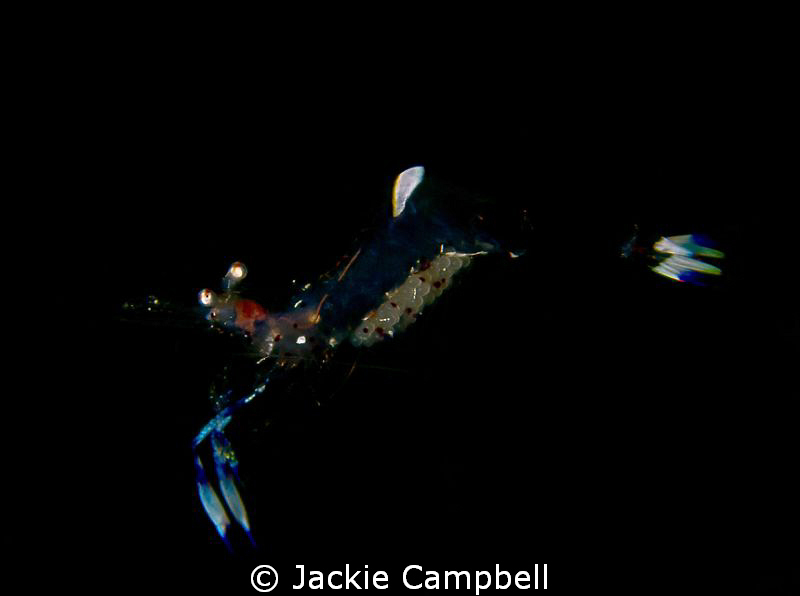 Free swimming anenome shrimp....with eggs :)
Canon S90 w... by Jackie Campbell 