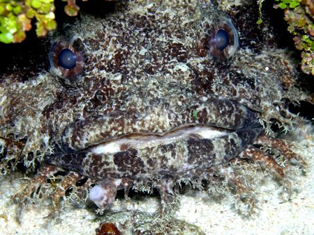 Toadfish, Roatan, Honduras. Olympus 5060 by Marc Burton 