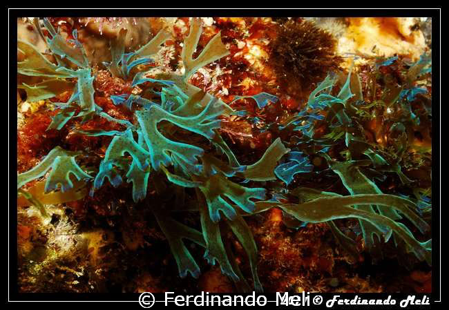 Seaweed of strange colors. by Ferdinando Meli 