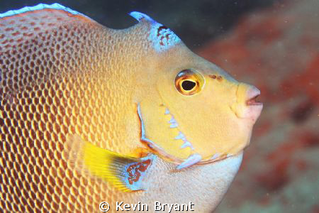 Was this hybrid's daddy a triggerfish?? by Kevin Bryant 