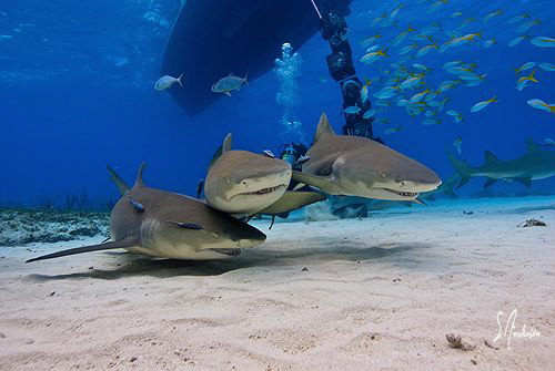 Looking like the 3 stooges, these Lemon Sharks seem to be... by Steven Anderson 