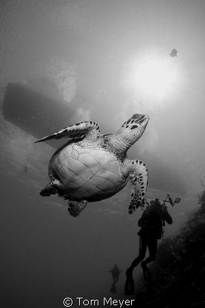turtle at little cayman on the cayman aggressor by Tom Meyer 