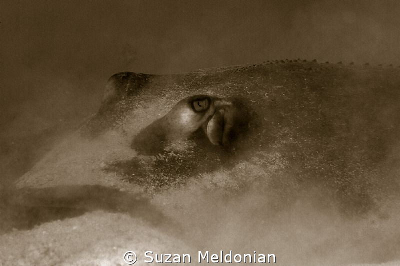 mysterieuse.....  an archaic Ridgeback Sting ray.. remind... by Suzan Meldonian 