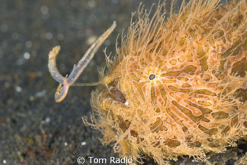 Hairy Frogfish shaking it's lure
Sulawesi, Indonesia by Tom Radio 