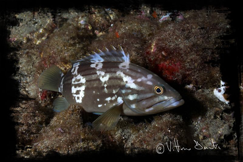 Young grouper in night dive by Vittorio Durante 