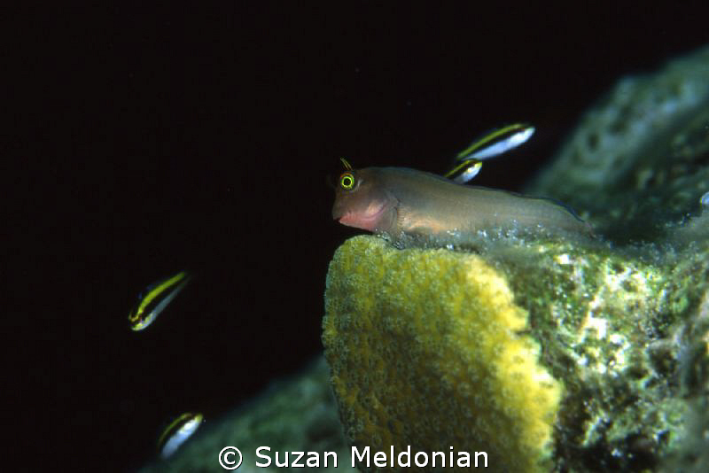 Blenny NItes... a blenny watches the nightime traffic by Suzan Meldonian 
