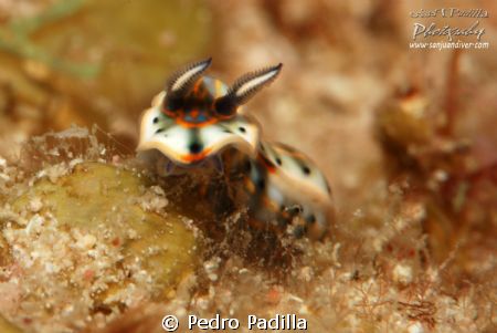 Nudi diving in Guanica's Wall, Puerto Rico
 by Pedro Padilla 