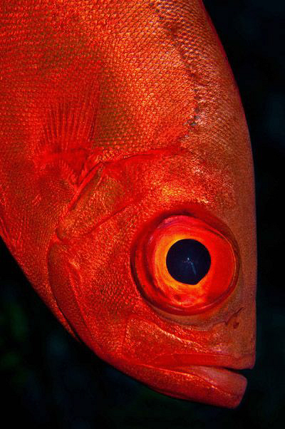 Crescent Tail Bigeye by Paul Colley 