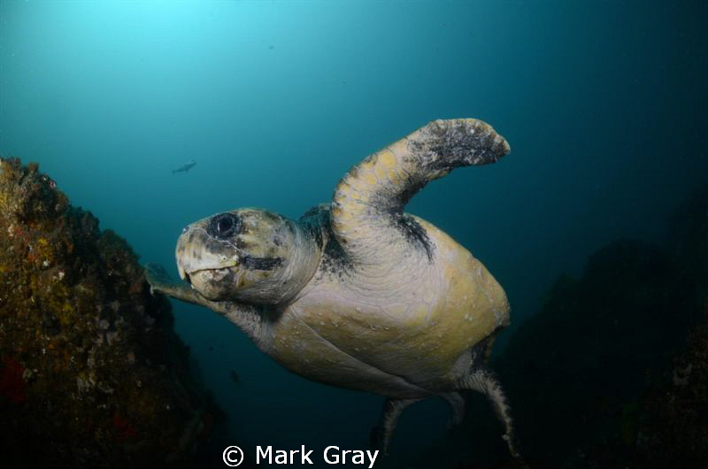 Temperate Water Loggerhead by Mark Gray 