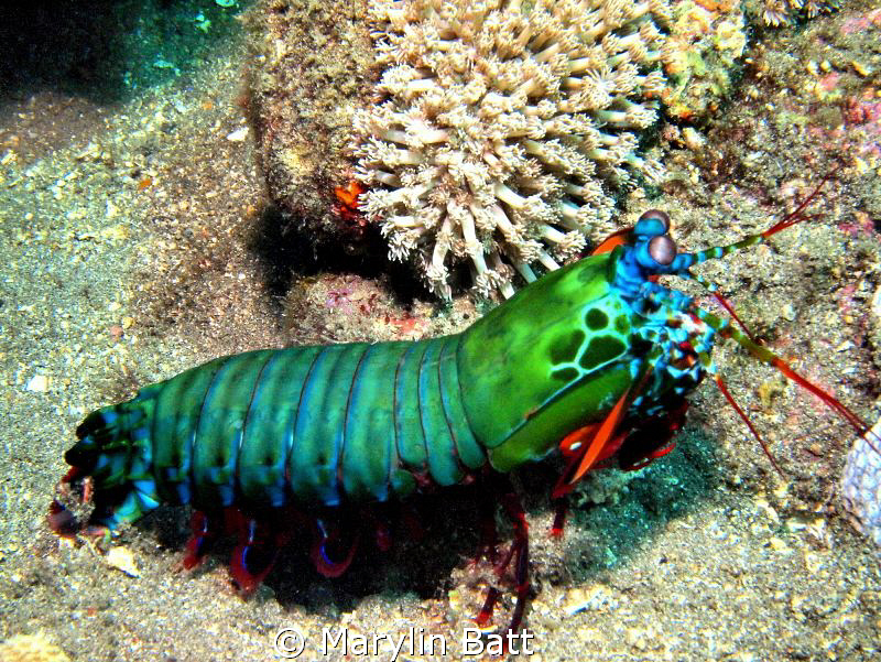 Peacock Mantis Shrimp, all the colors od the rainbow by Marylin Batt 