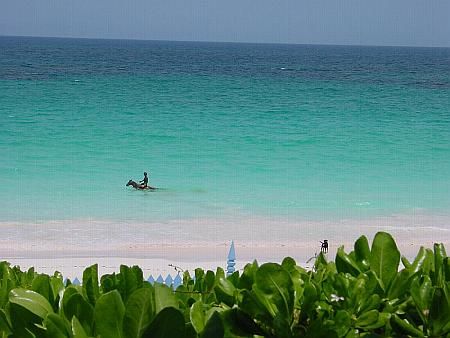 Harbour Island, Bahamas. Horse swimming Pink Sand Beach. ... by Yolanda Van Zanten 
