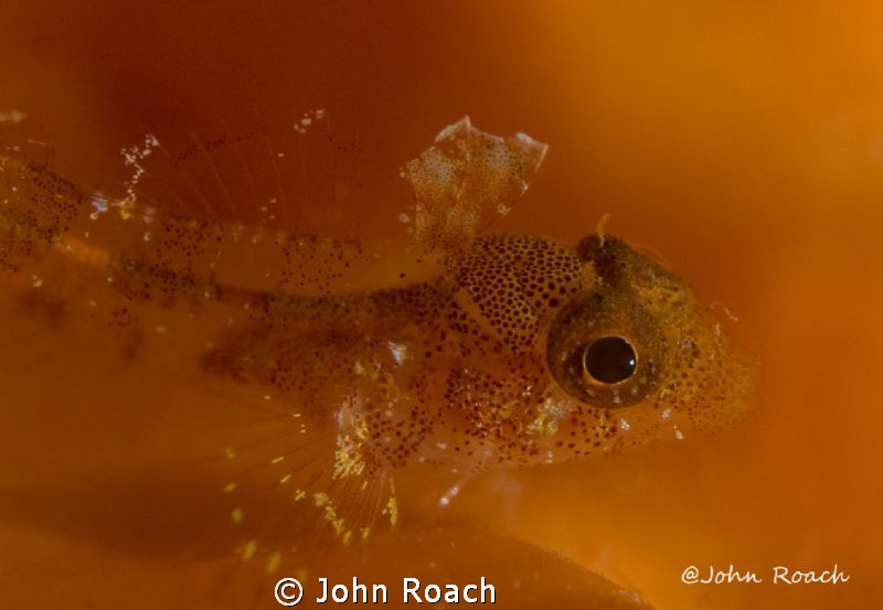 Roughead Triplefin. The finer things in life. This little... by John Roach 