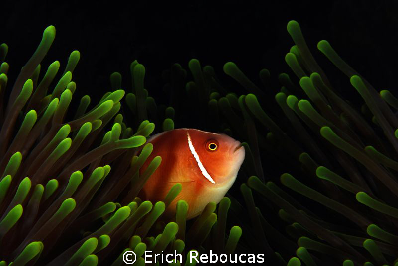 Pink anemonefish ;) by Erich Reboucas 