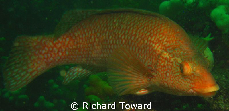 Ballan wrasse, as close as I could get! by Richard Toward 