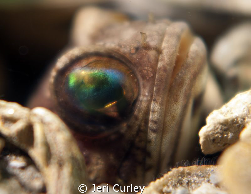 This jawfish was peeking out of his hole. by Jeri Curley 