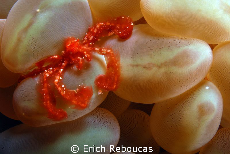 Orang utan crab on his bubble coral by Erich Reboucas 
