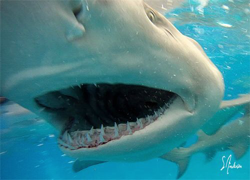 Snap Snap!!!! This Lemon Shark snapped right on my camera... by Steven Anderson 