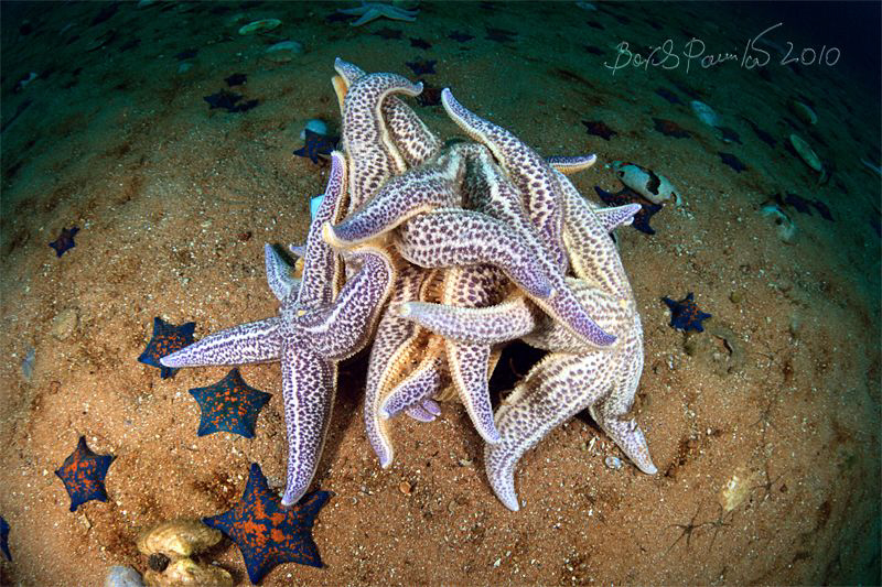 xxx / spawning of starfishes
/ Asterias amurensis / Japa... by Boris Pamikov 