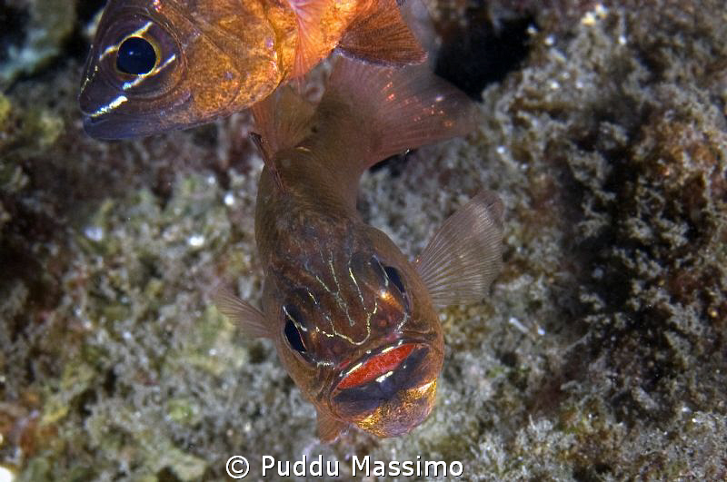 cardinal fish with eggs,nikon 60 mm macro by Puddu Massimo 