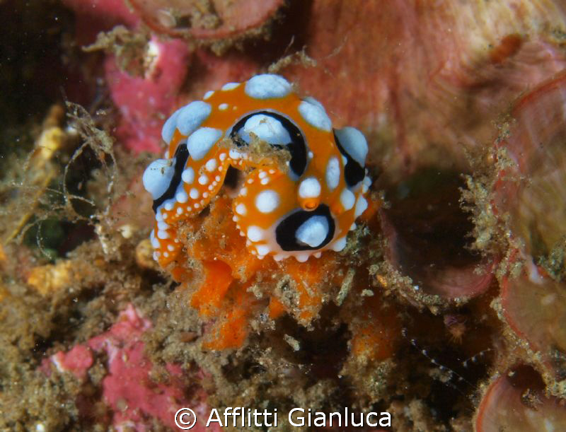 phyllidia ocellata by Afflitti Gianluca 