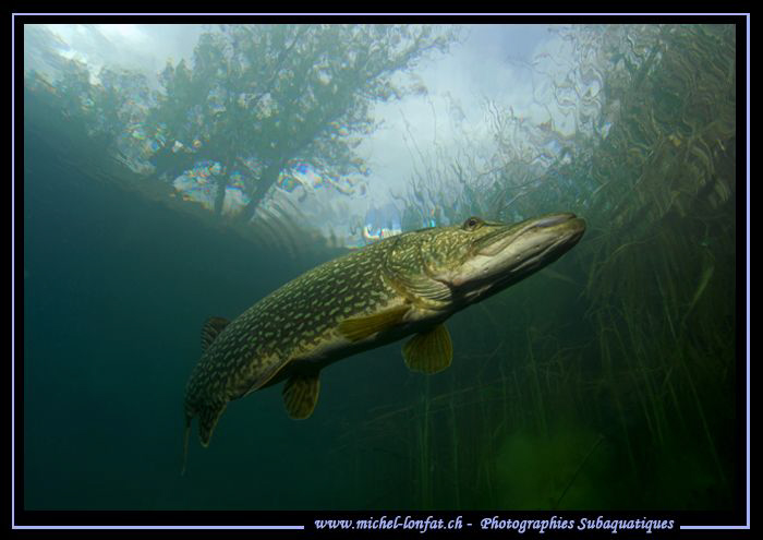 Big Pike Fish close to the surface... :O)... by Michel Lonfat 