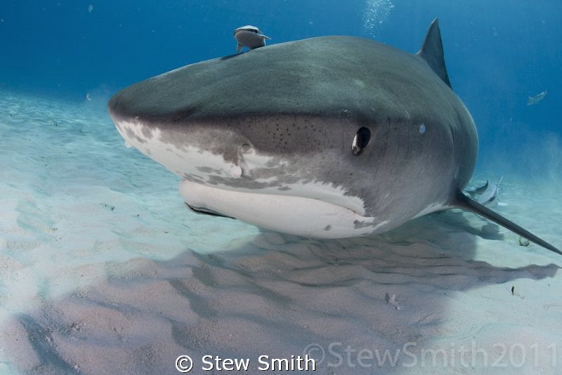 Smiley in stealth mode at Tiger Beach by Stew Smith 