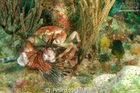 Coral Crab eating up a delicious Lion Fish
Wall Dive Gua... by Pedro Padilla 