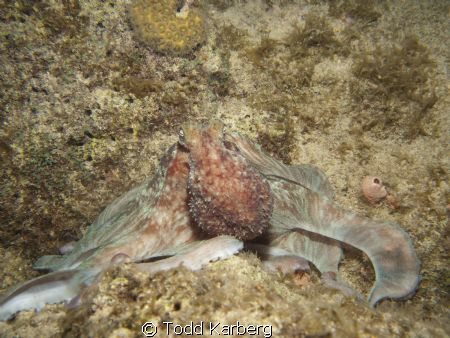 Octopus on a night dive by Todd Karberg 