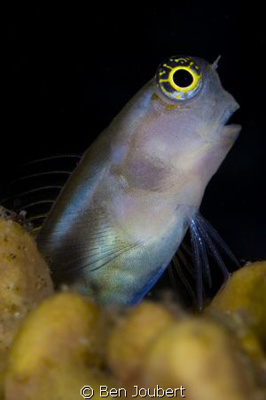 Blenny  being curious as always by Ben Joubert 