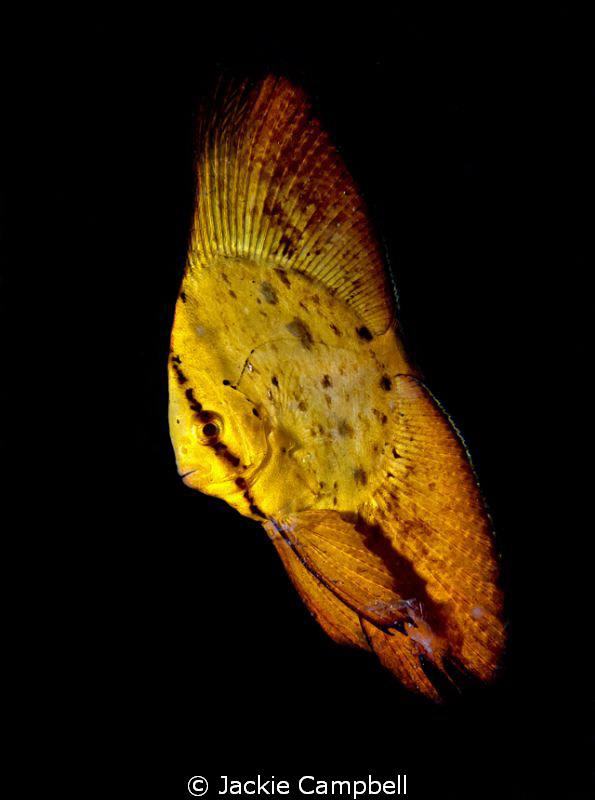 Juvenile batfish. 
We went to one dive site in Lembeh 4 ... by Jackie Campbell 