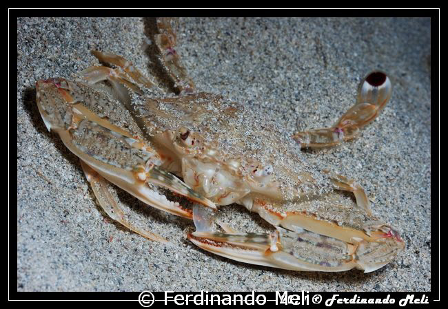 Lunch of a crab. by Ferdinando Meli 