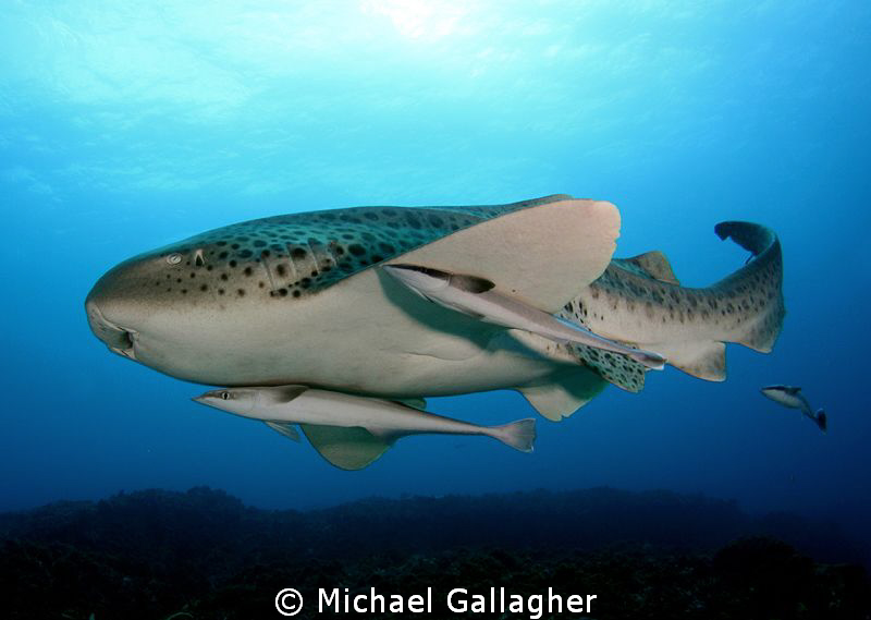 Leopard shark with a trio of remoras, Byron Bay, Australia by Michael Gallagher 