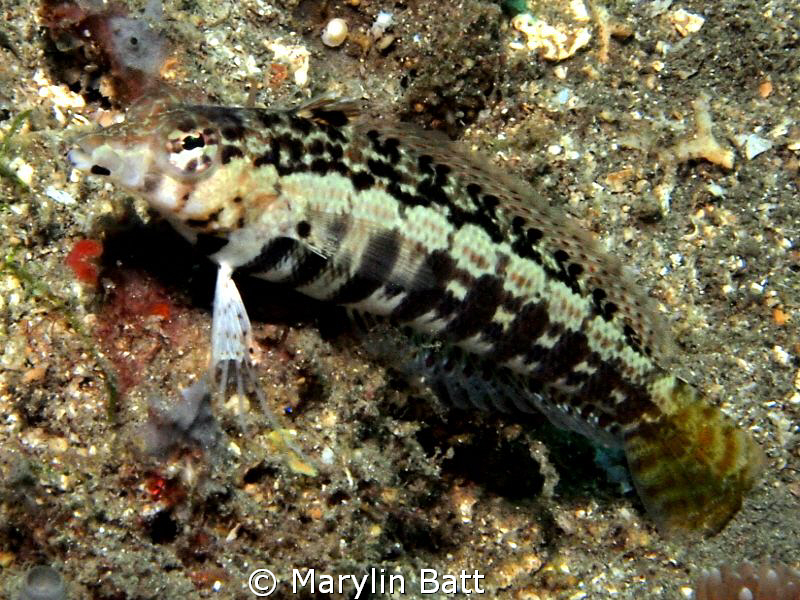 Small about three inch Speckled  Sandperch. by Marylin Batt 