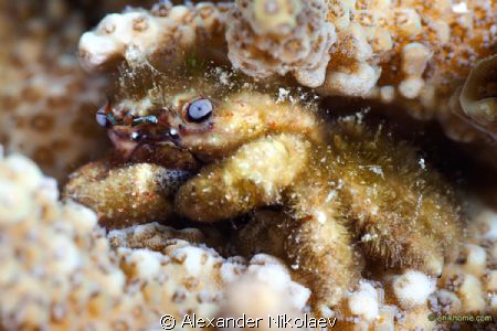 This small crab has been found inside the coral. Size aro... by Alexander Nikolaev 