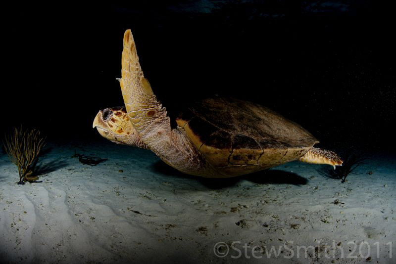 A turtle swims straight past me without a care in the world. by Stew Smith 