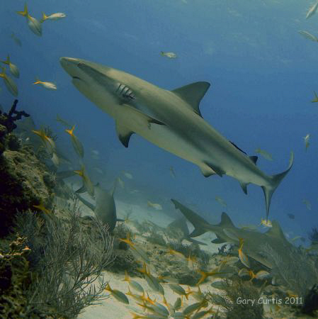 Reef Shark in Flight up the reef with Yellowfin all aroun... by Gary Curtis 