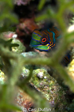 This Mandarin Fish was a great surprise as she was out mu... by Cari Duffin 