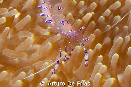 Super-closeup of Sarasvati Anemone Shrimp (Periclimenes S... by Arturo De Frias 