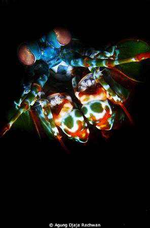 Mantis Shrimp just came out from black hole .. by Agung Djaja Rachwan 