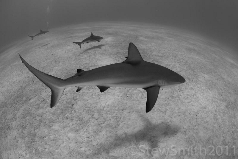 Reef sharks patrolling by Stew Smith 