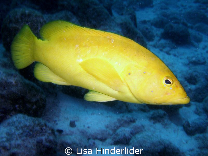 This yellow coney was not as shy as most I have encounter... by Lisa Hinderlider 